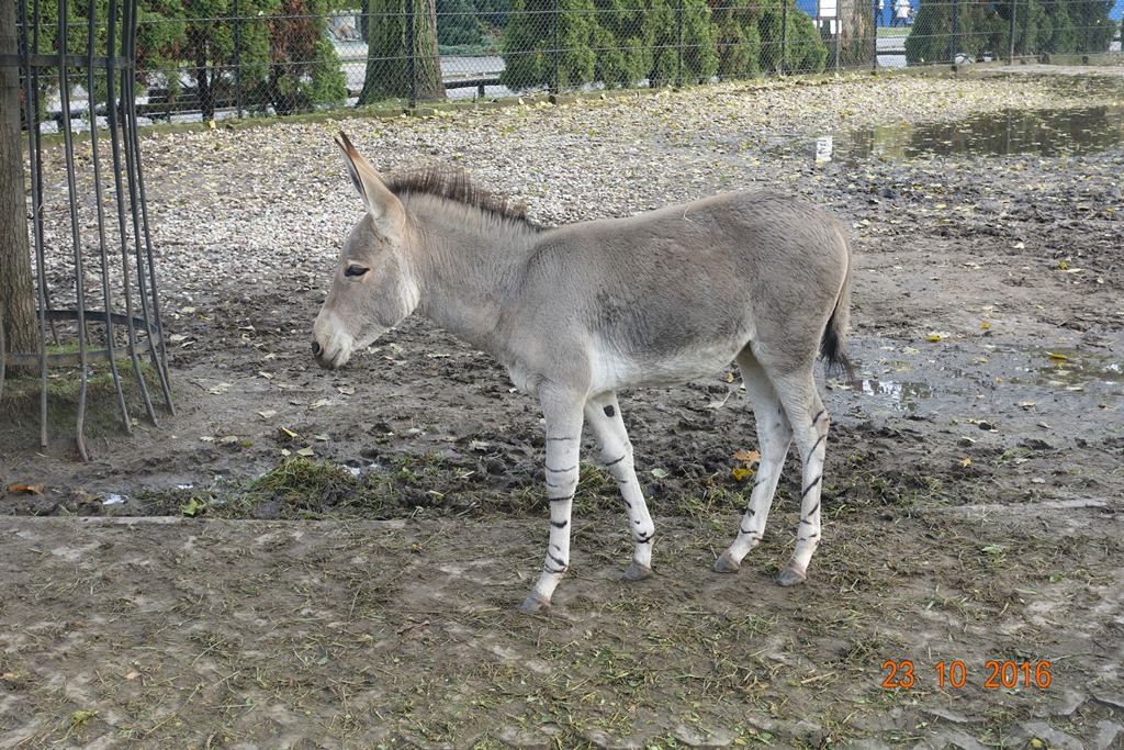 Warsaw Zoo 23.10.16