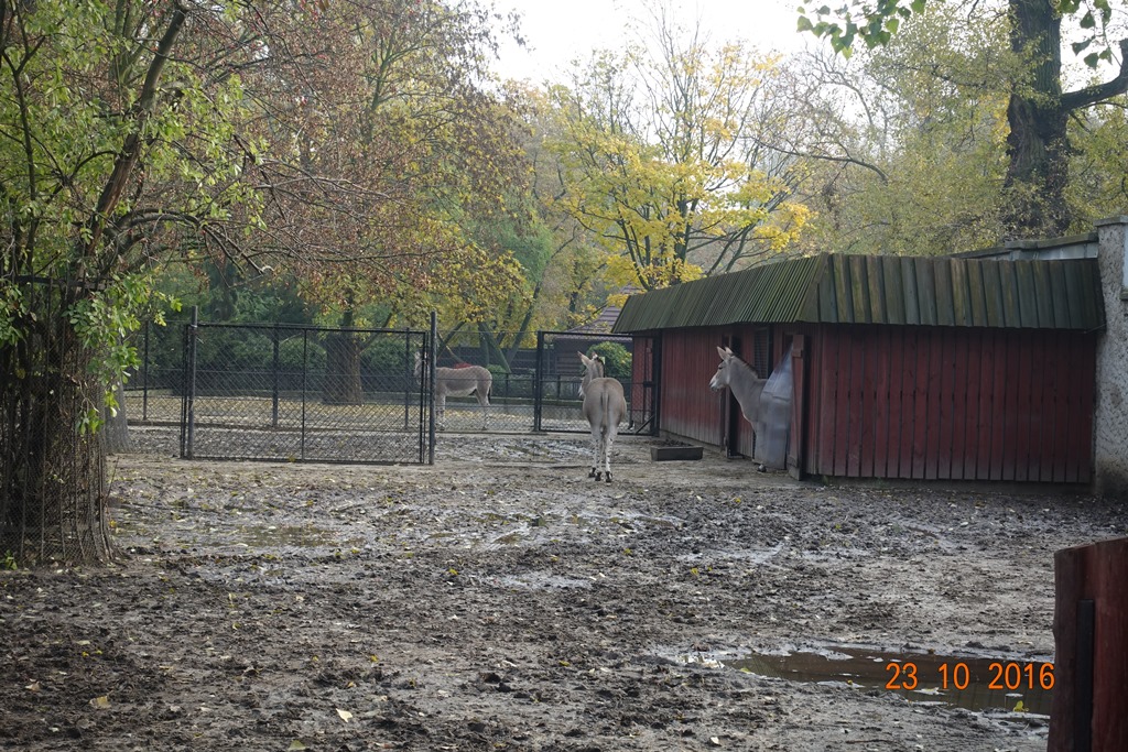 Warsaw Zoo 23.10.16
