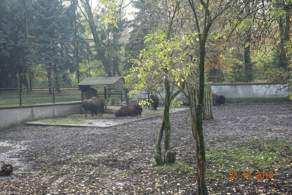 Warsaw Zoo 23.10.16