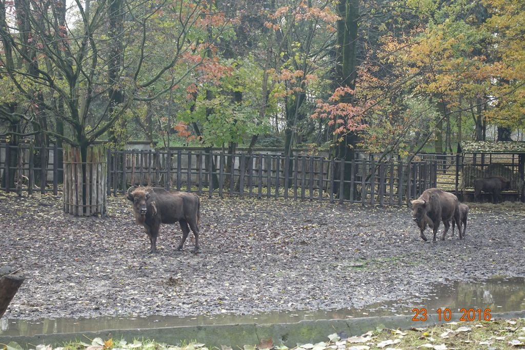 Warsaw Zoo 23.10.16