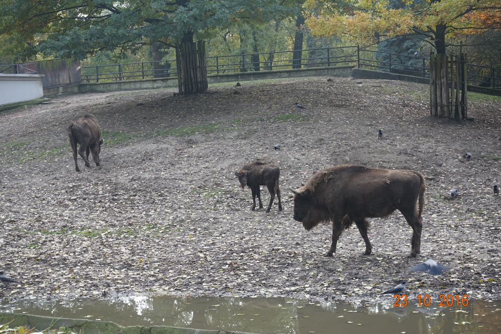 Warsaw Zoo 23.10.16