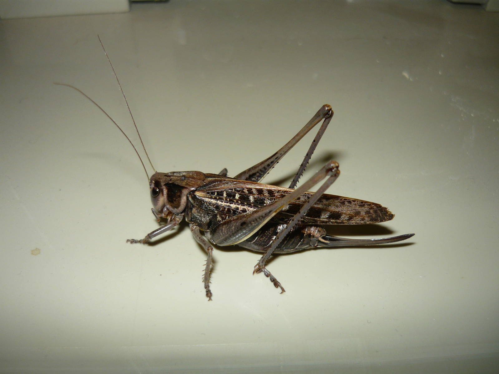 Wart-biter (Decticus verrucivorus), female, brown morph