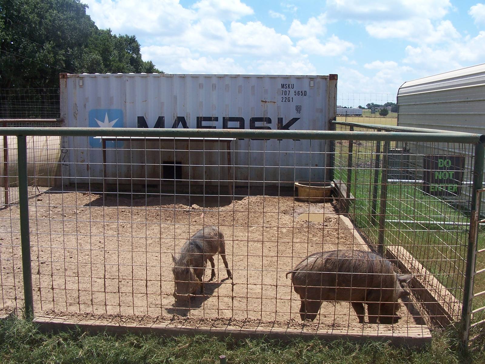 Wart Hog exhibit