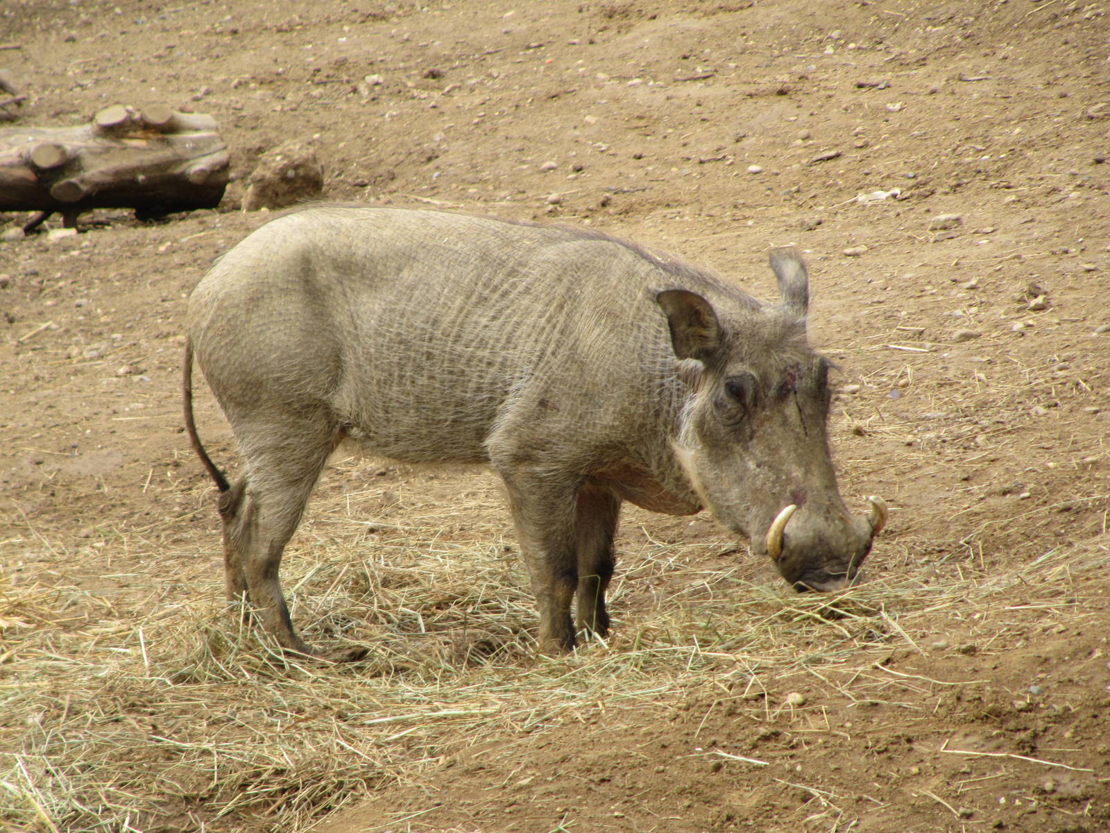 Wart Hog