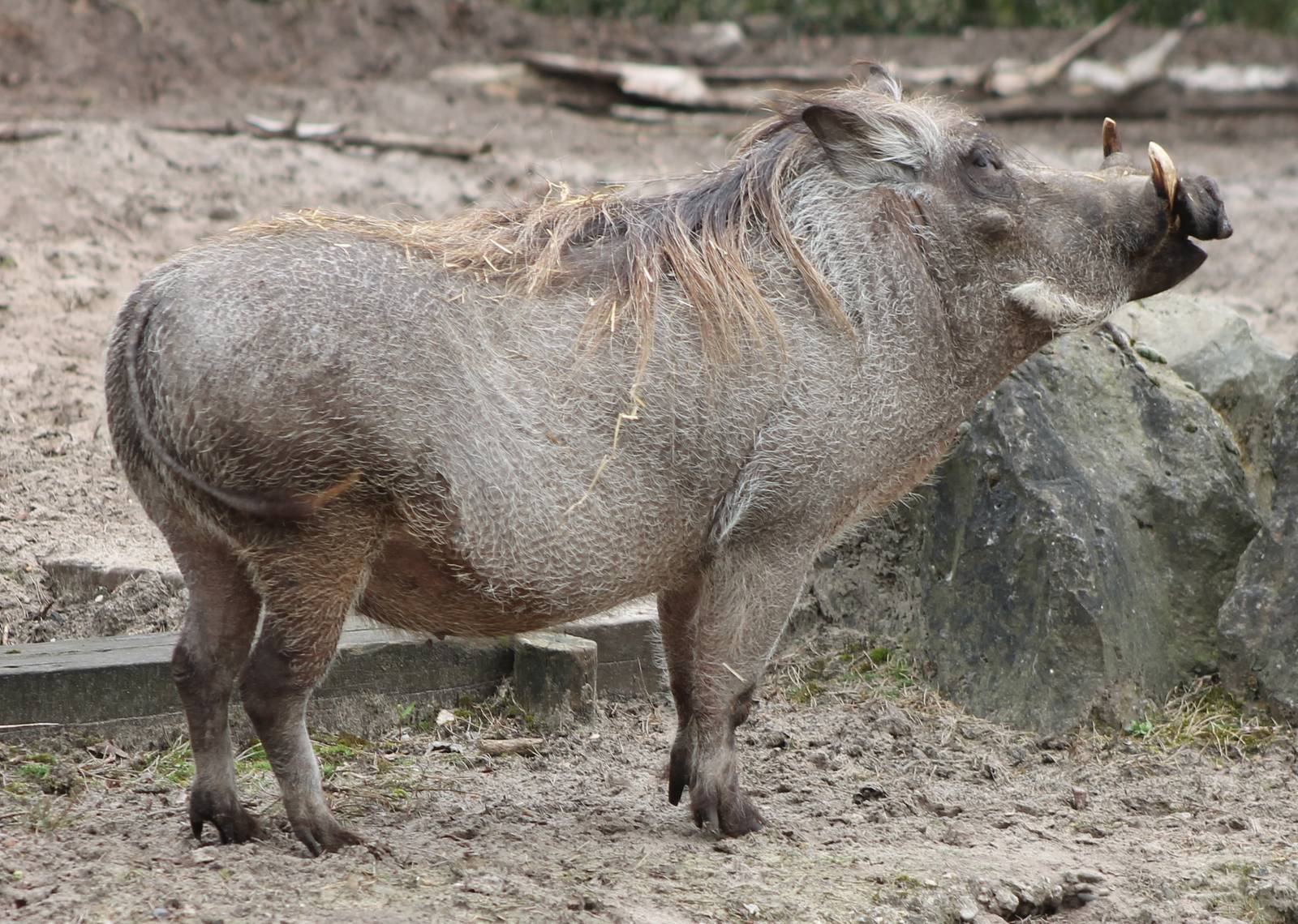 Wart hog