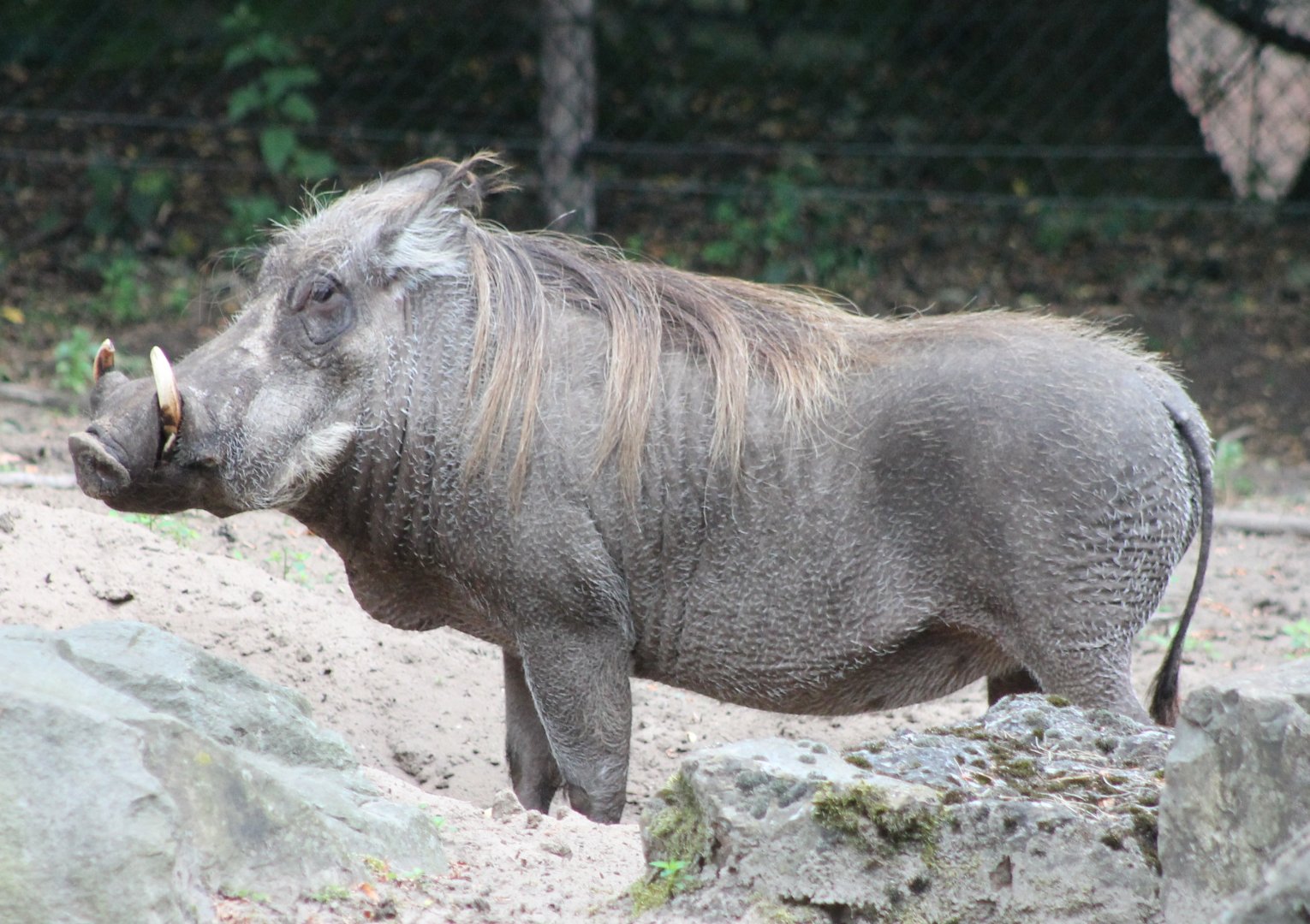 Wart hog