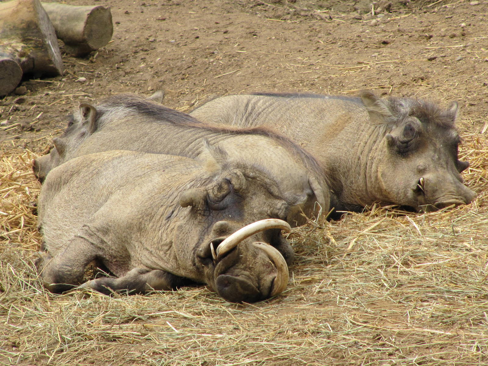 Wart Hogs resting