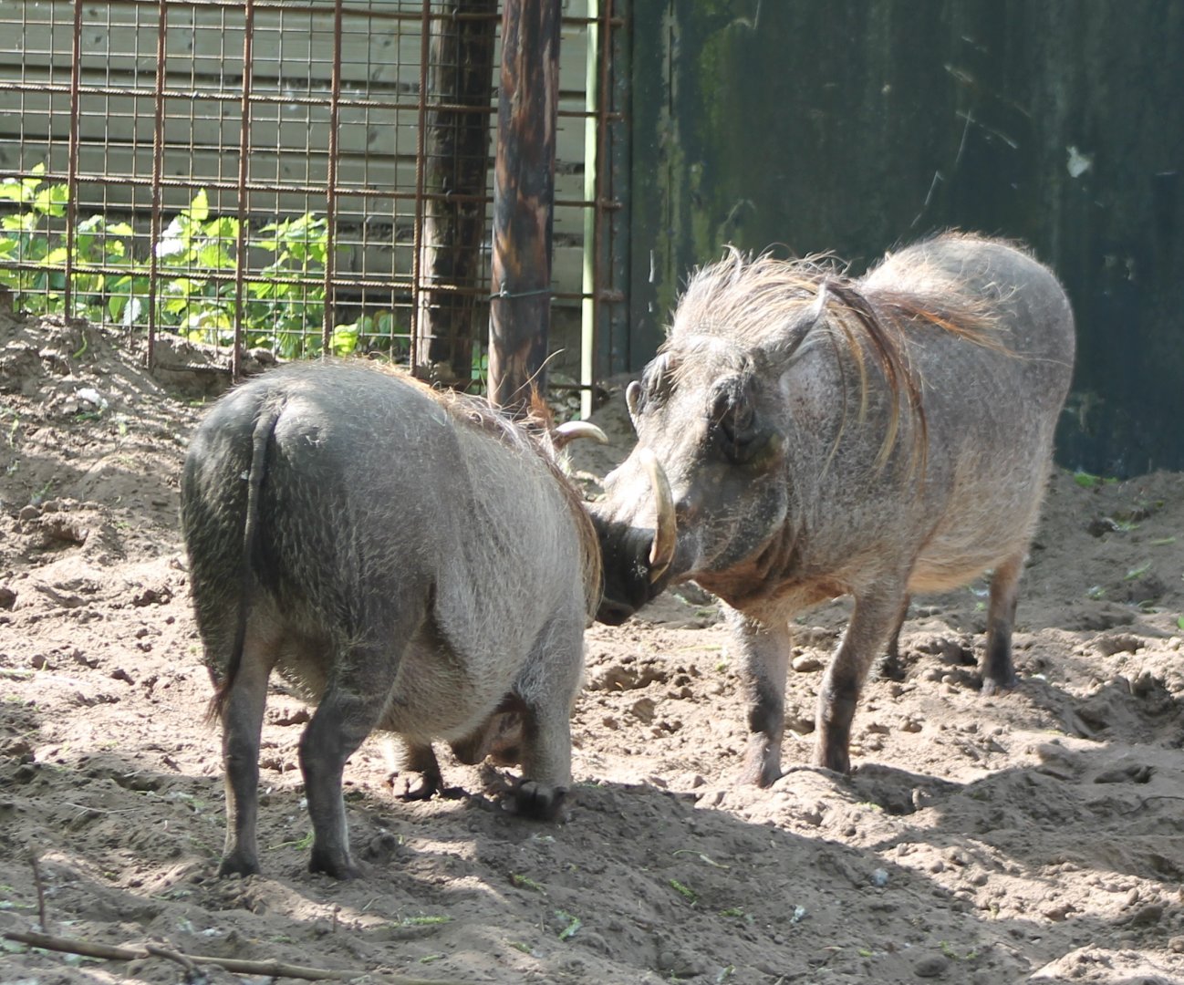 Wart hogs