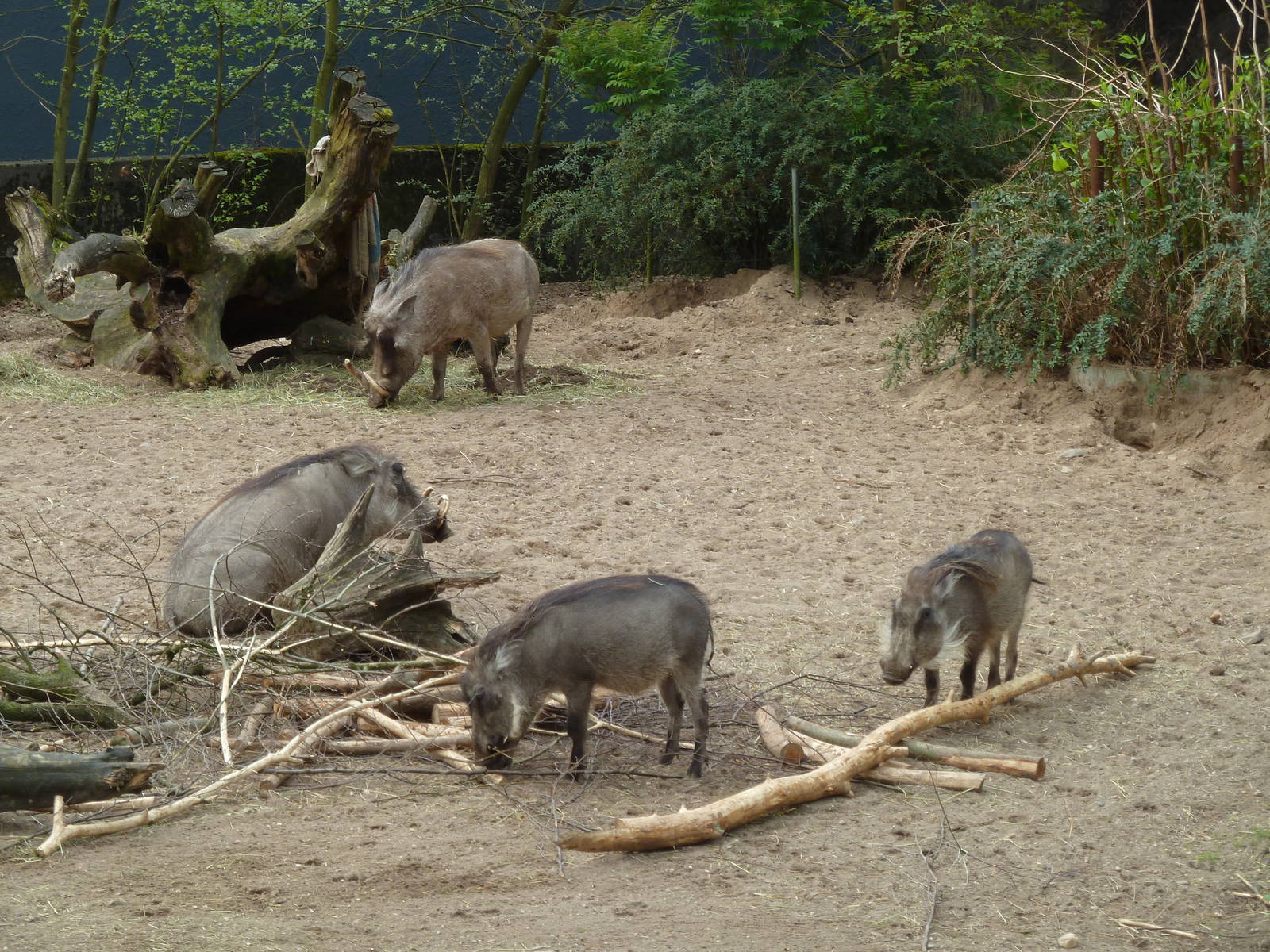 Warthhogs