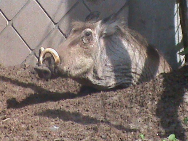 warthog 070511