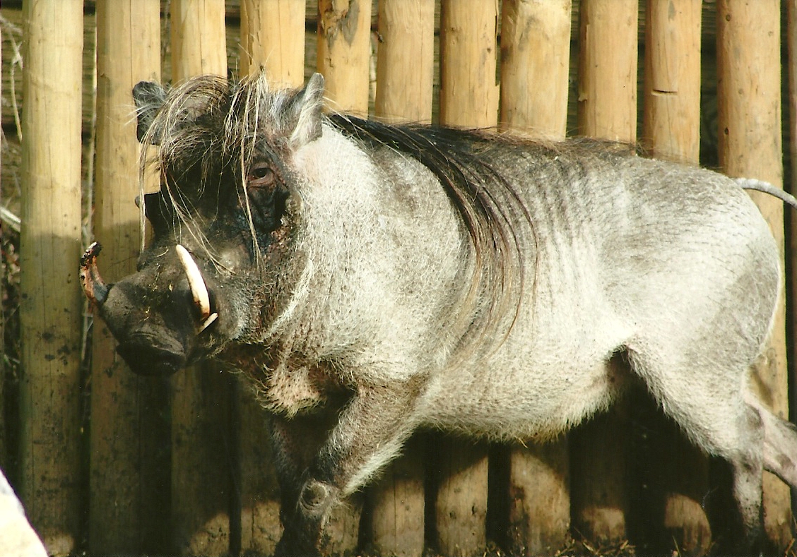 Warthog, 17th February 2012