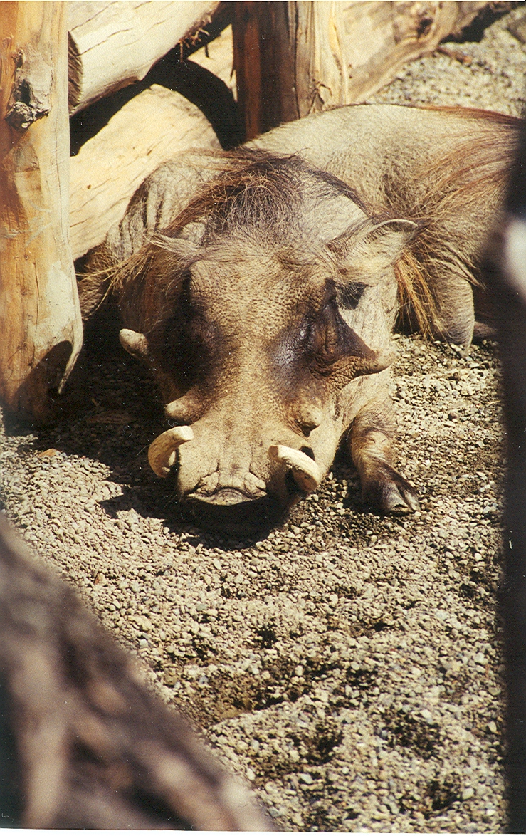 Warthog - 1999