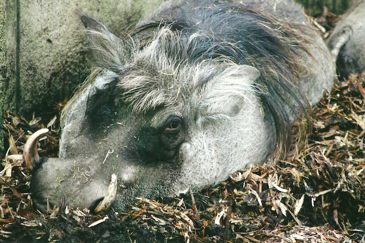 Warthog 1st November 2012
