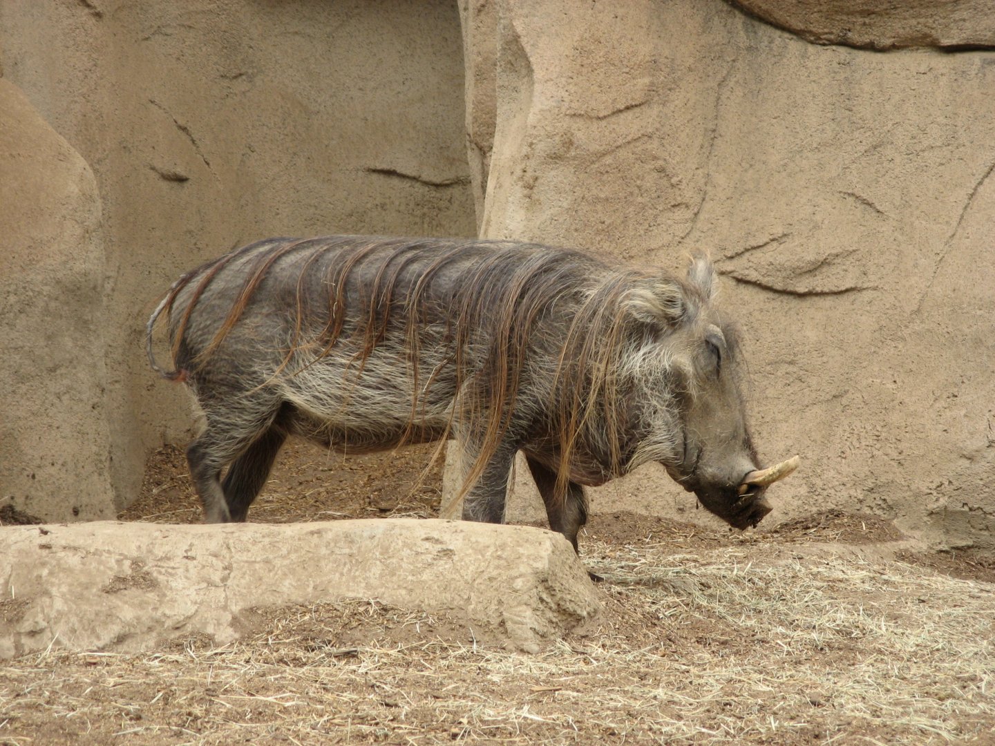 Warthog (2008)
