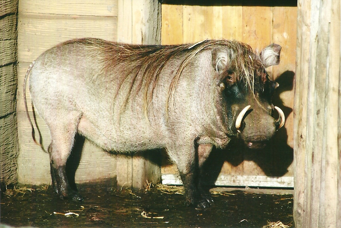 Warthog 4th January 2013