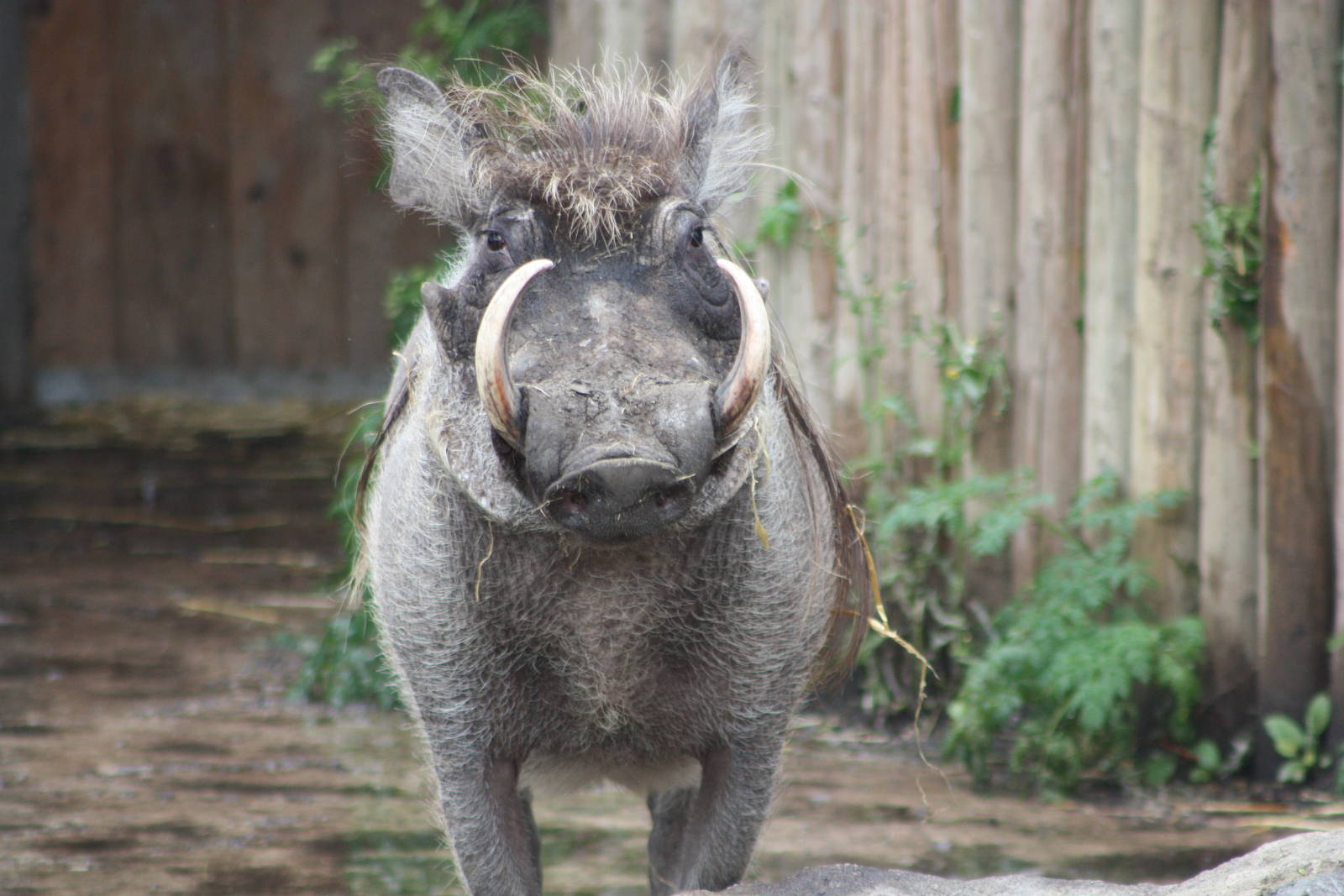 Warthog, 9th June 2014