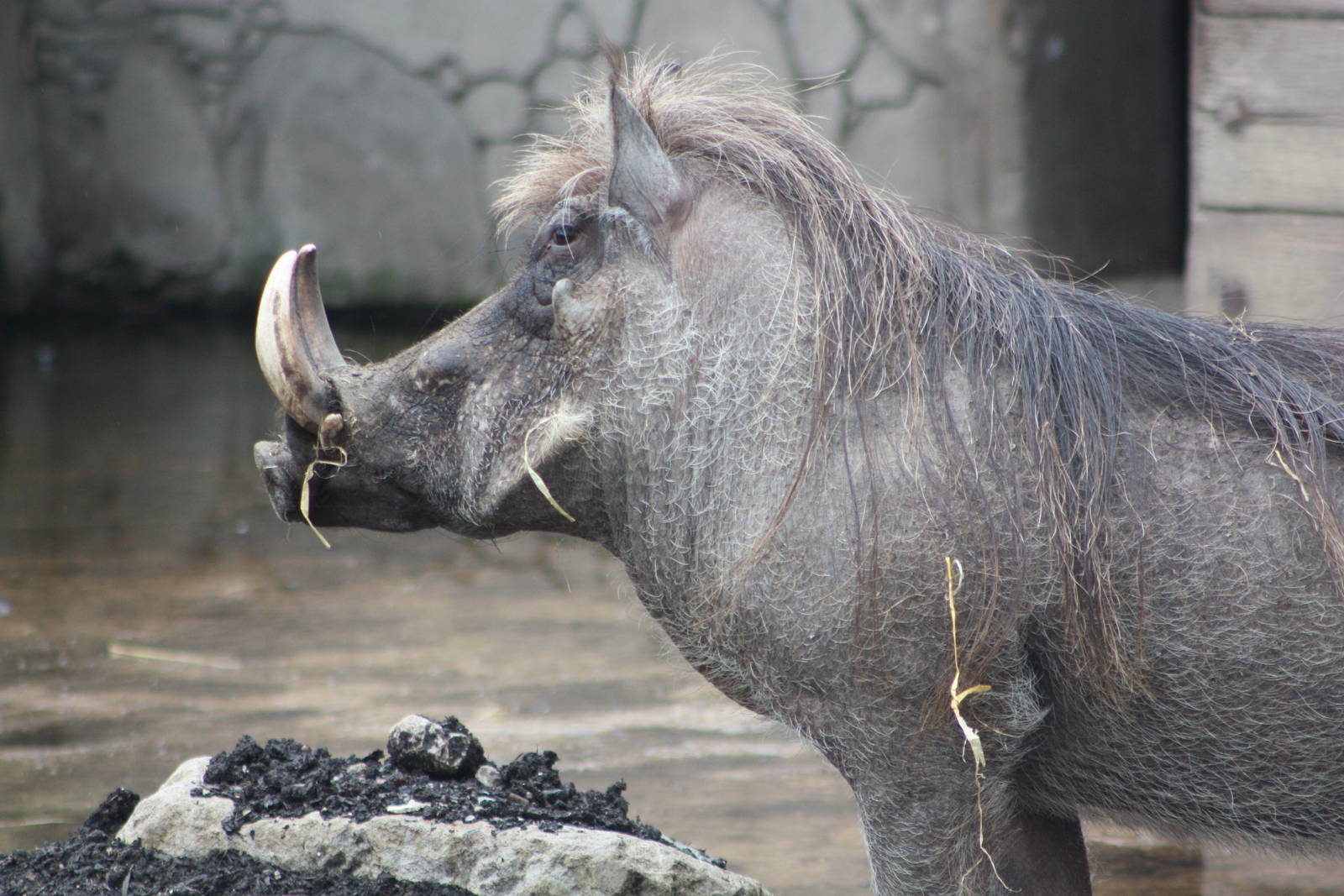 Warthog, 9th June 2014