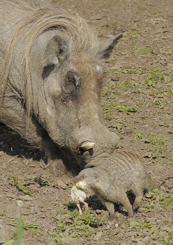 Warthog and banded mongoose