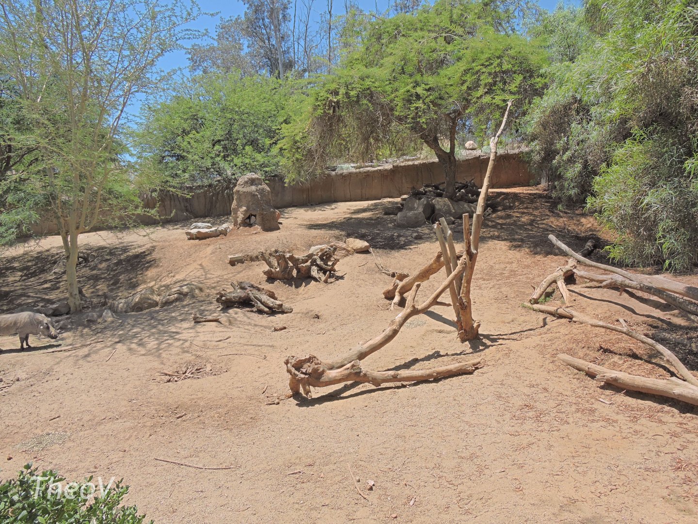 Warthog and bat-eared fox exhibit [2015]