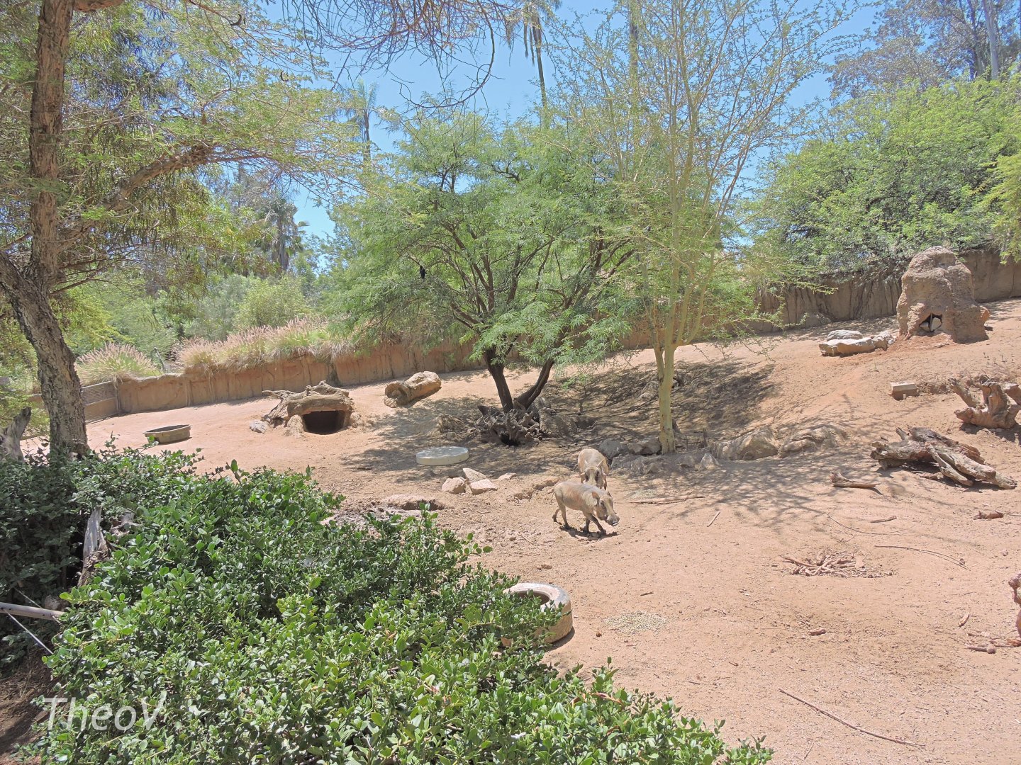 Warthog and bat-eared fox exhibit [2015]