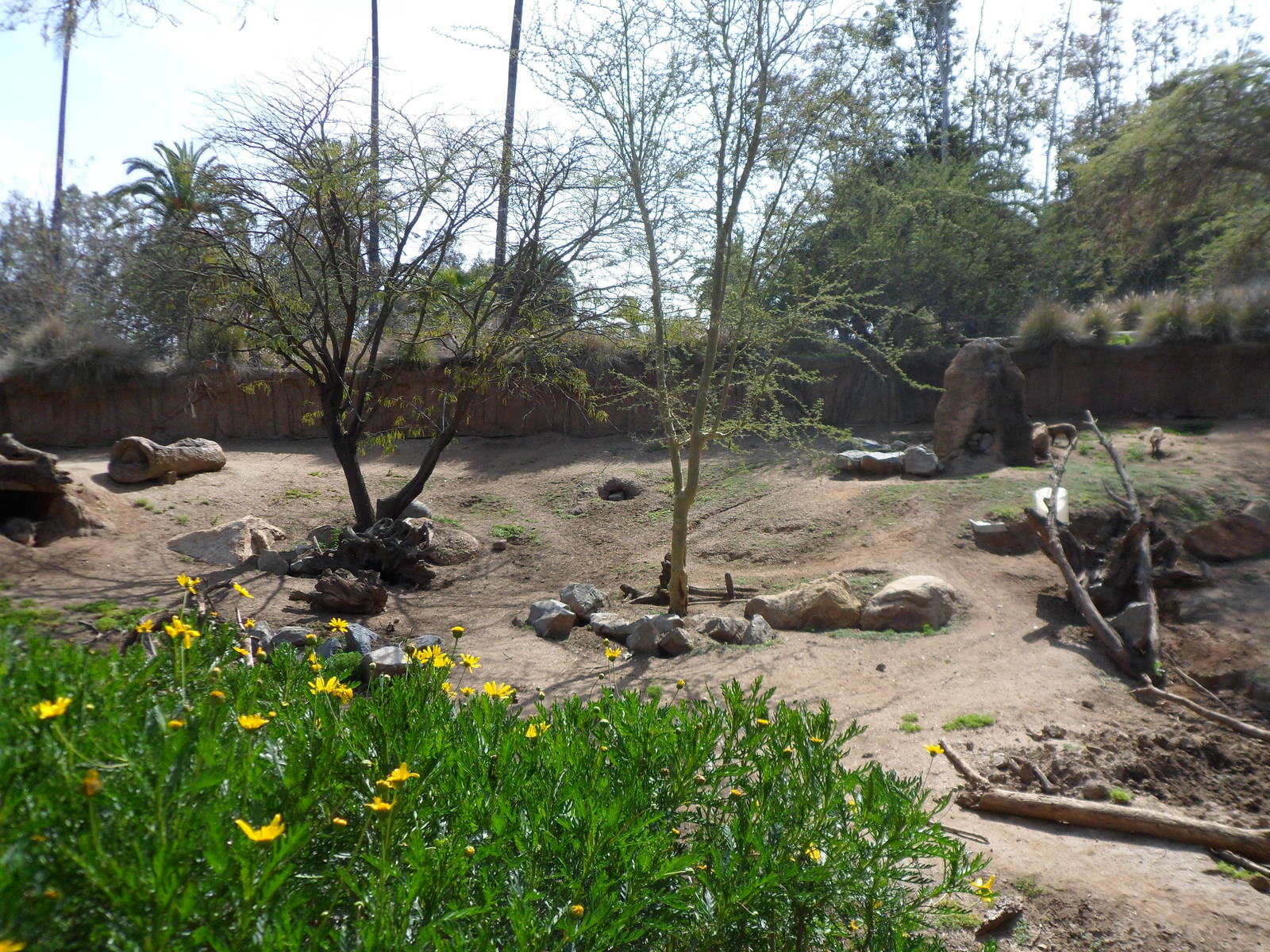 Warthog and Bat Eared Fox Exhibit