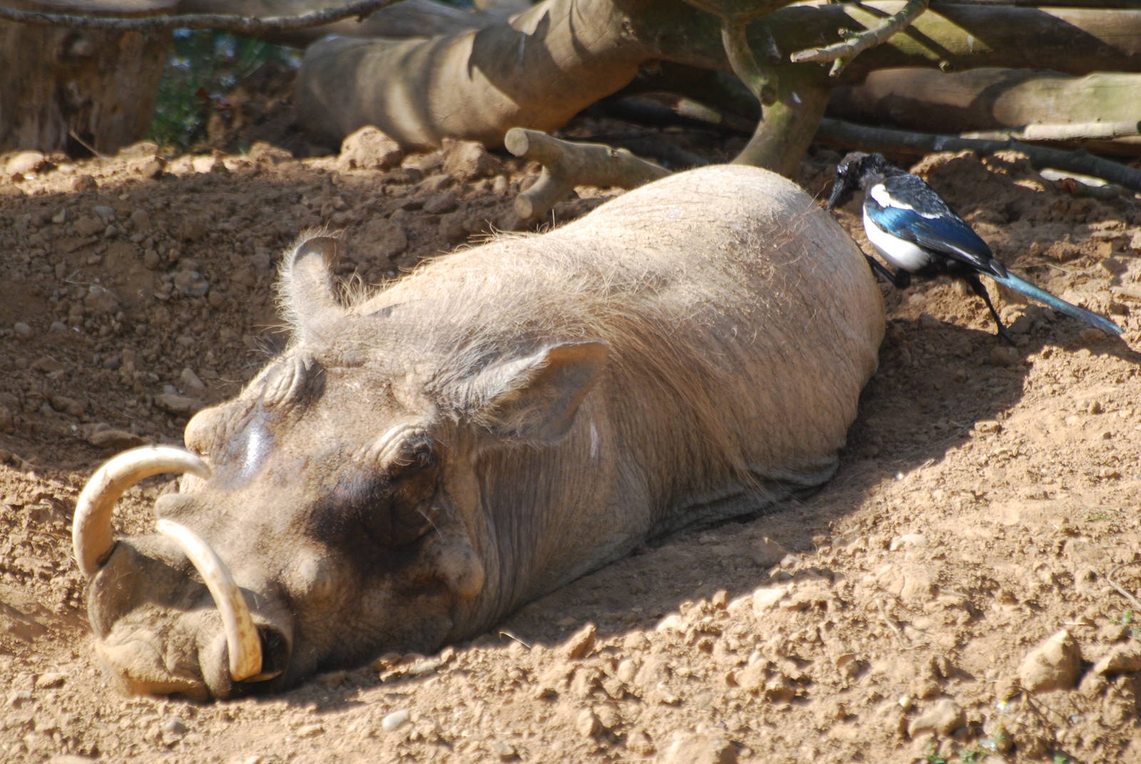 Warthog and magpie