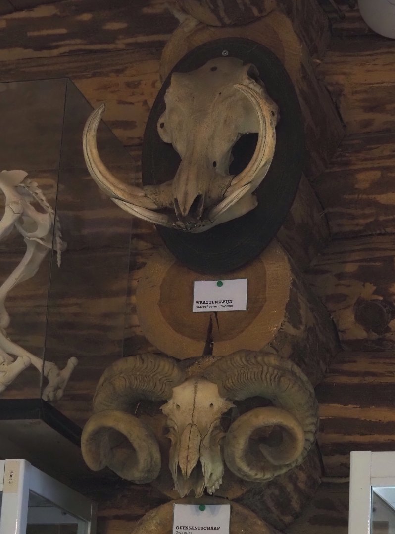 Warthog and Ouessant sheep skulls, 2024-04-14