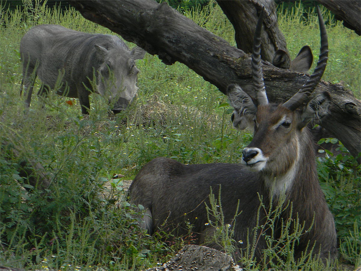 Warthog and waterbuck