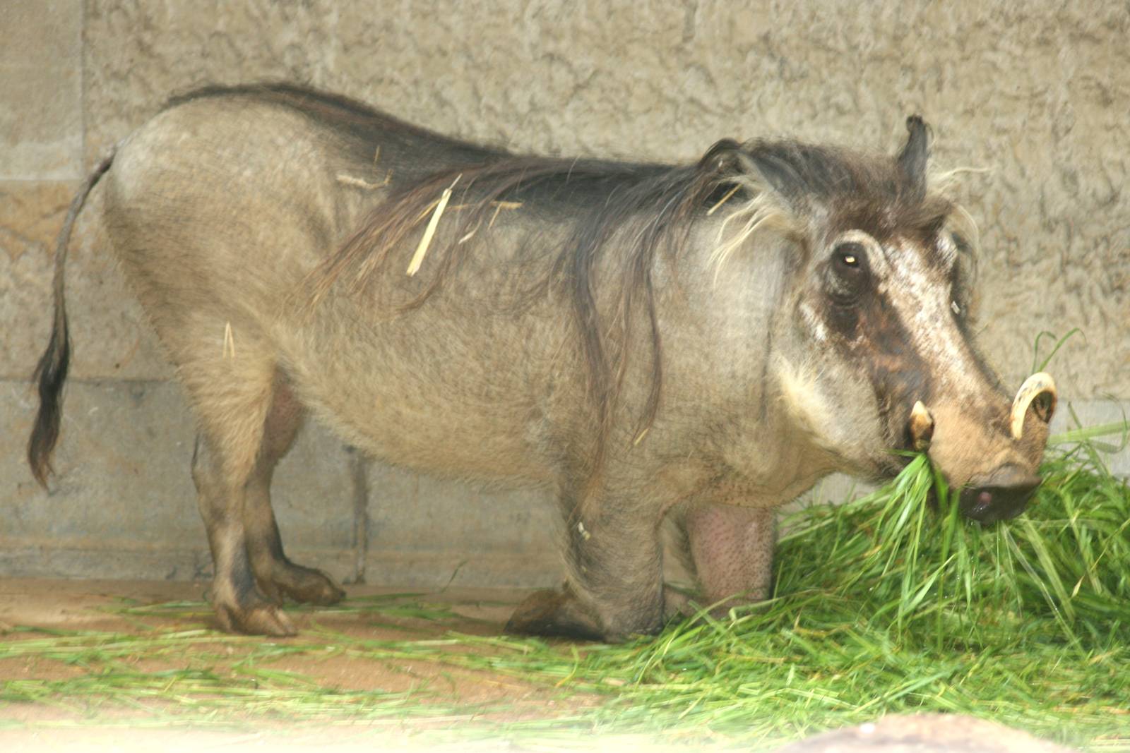 Warthog; Antwerp Zoo; 12th May 2010