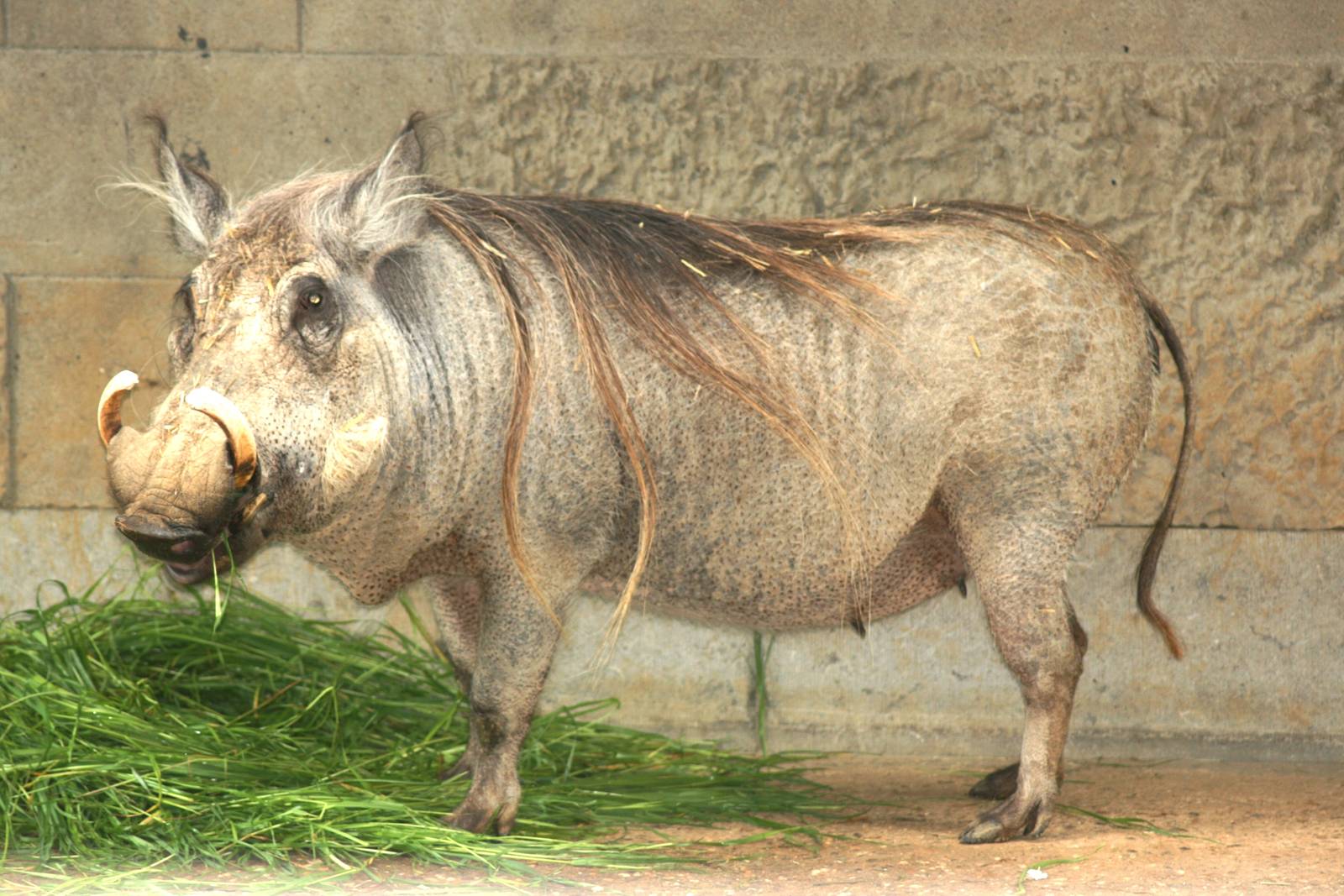 Warthog; Antwerp Zoo; 12th May 2010