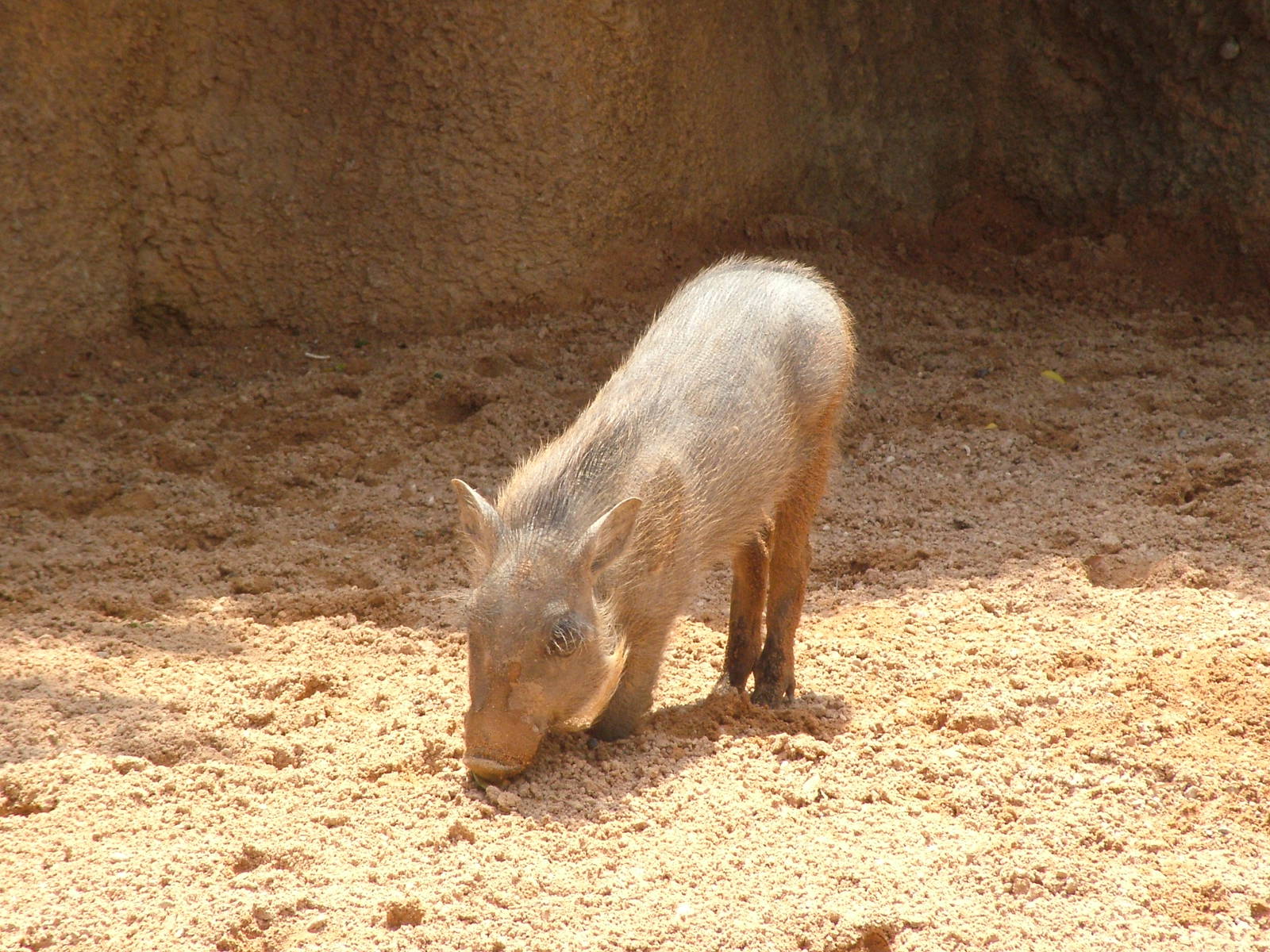 Warthog at Bioparc Valencia, 28/05/11