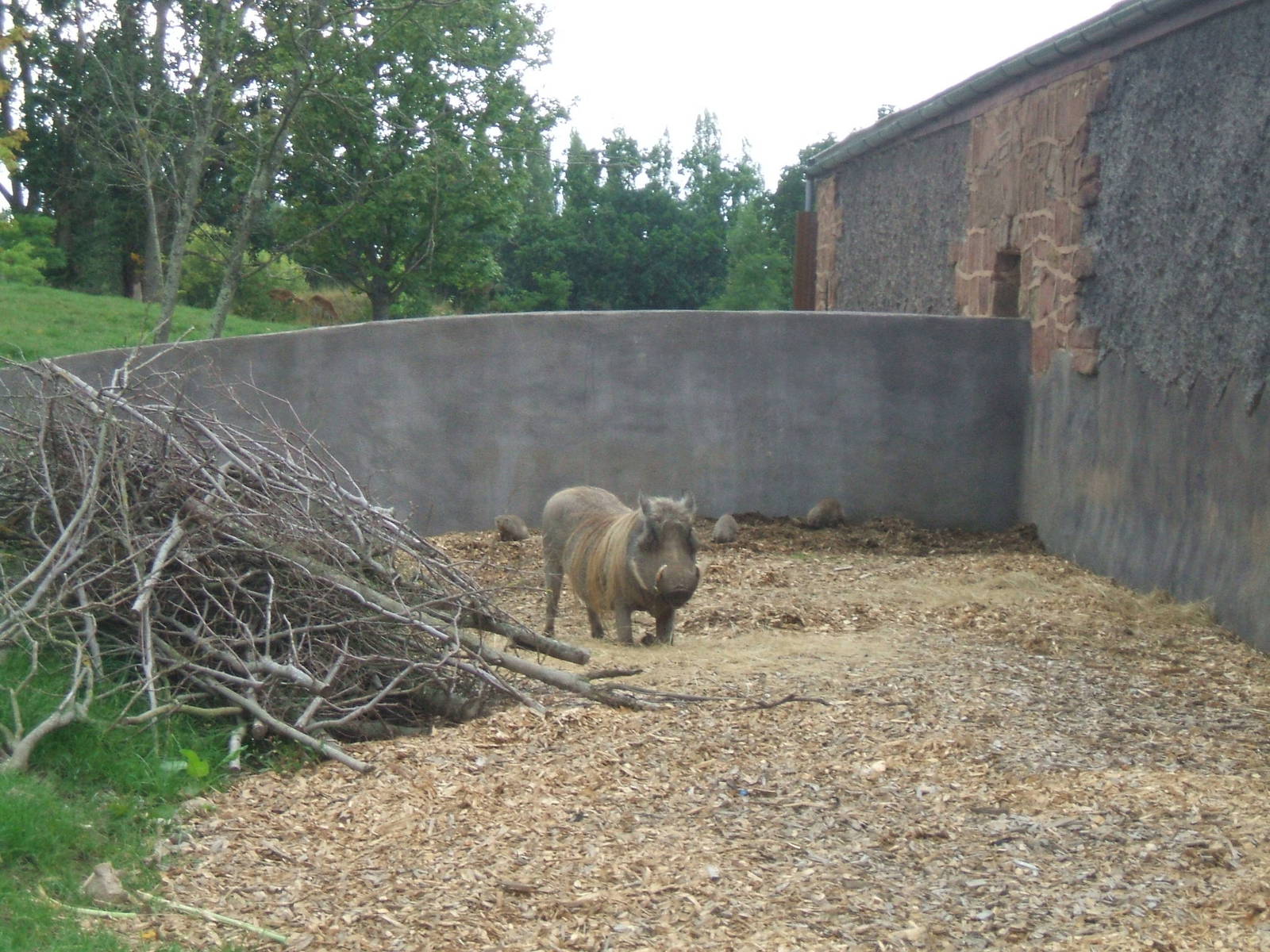 Warthog at Chester Zoo