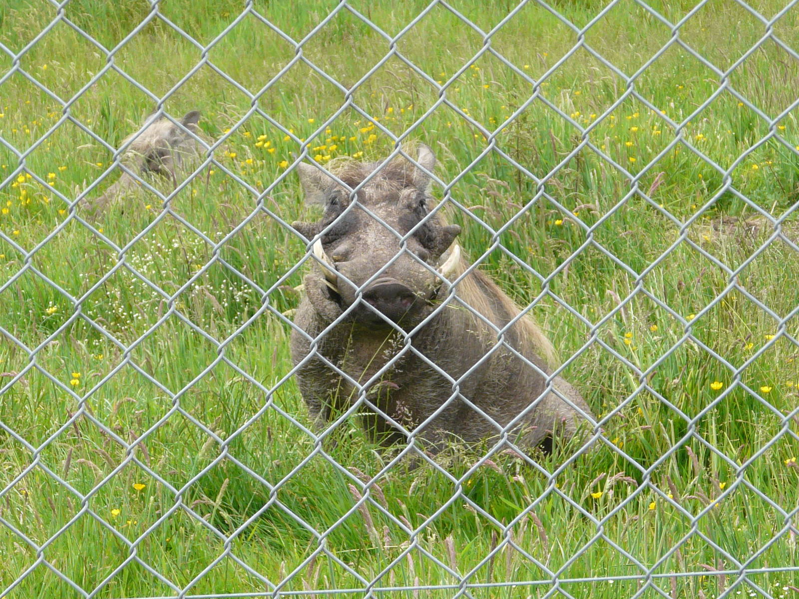 Warthog at Longleat