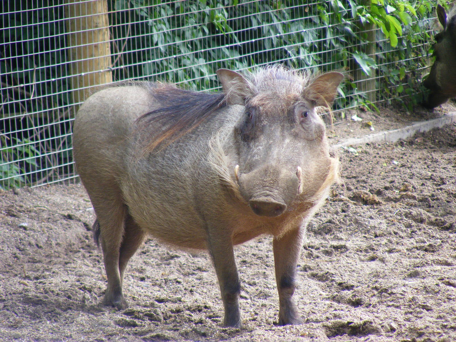 Warthog at Marwell Wildlife, 8 May 2011