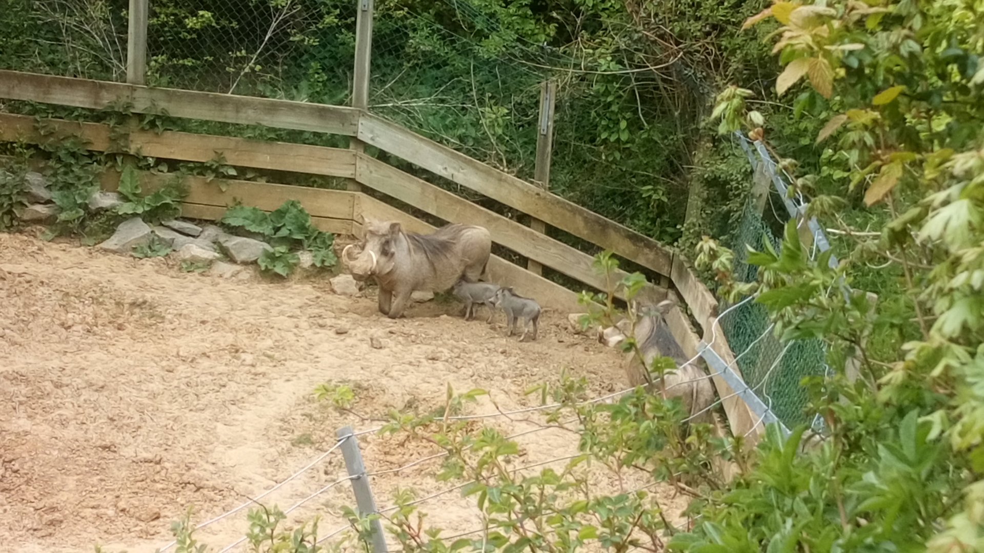 Warthog babies 8/4/21