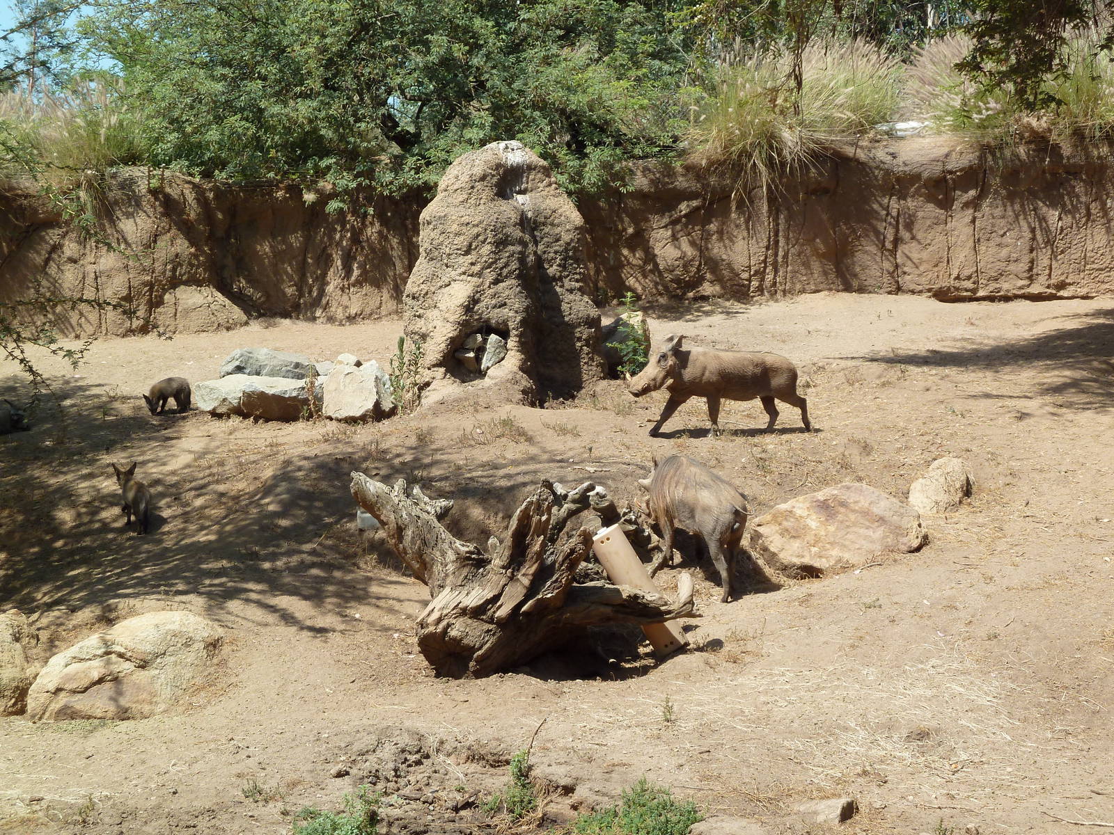 Warthog/Bat-Eared Fox Exhibit