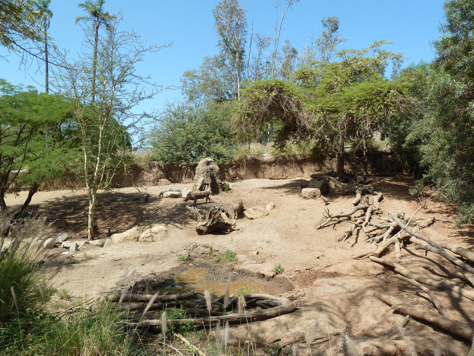 Warthog/Bat-Eared Fox Exhibit