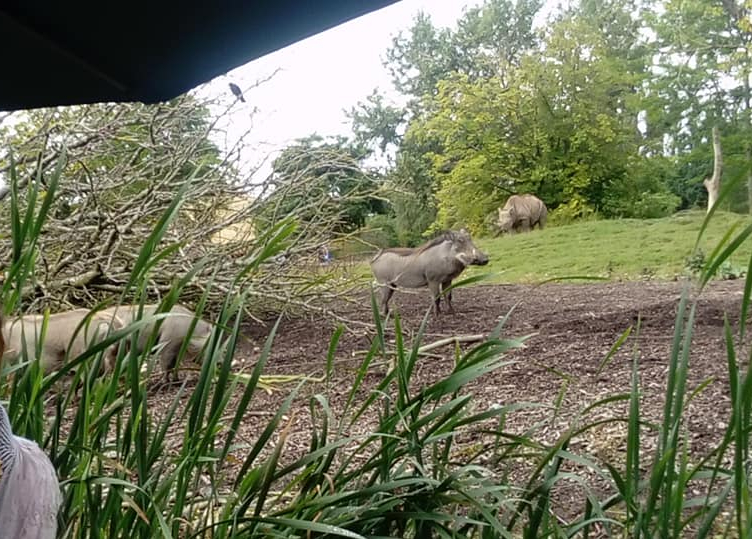 Warthog & Black Rhino.