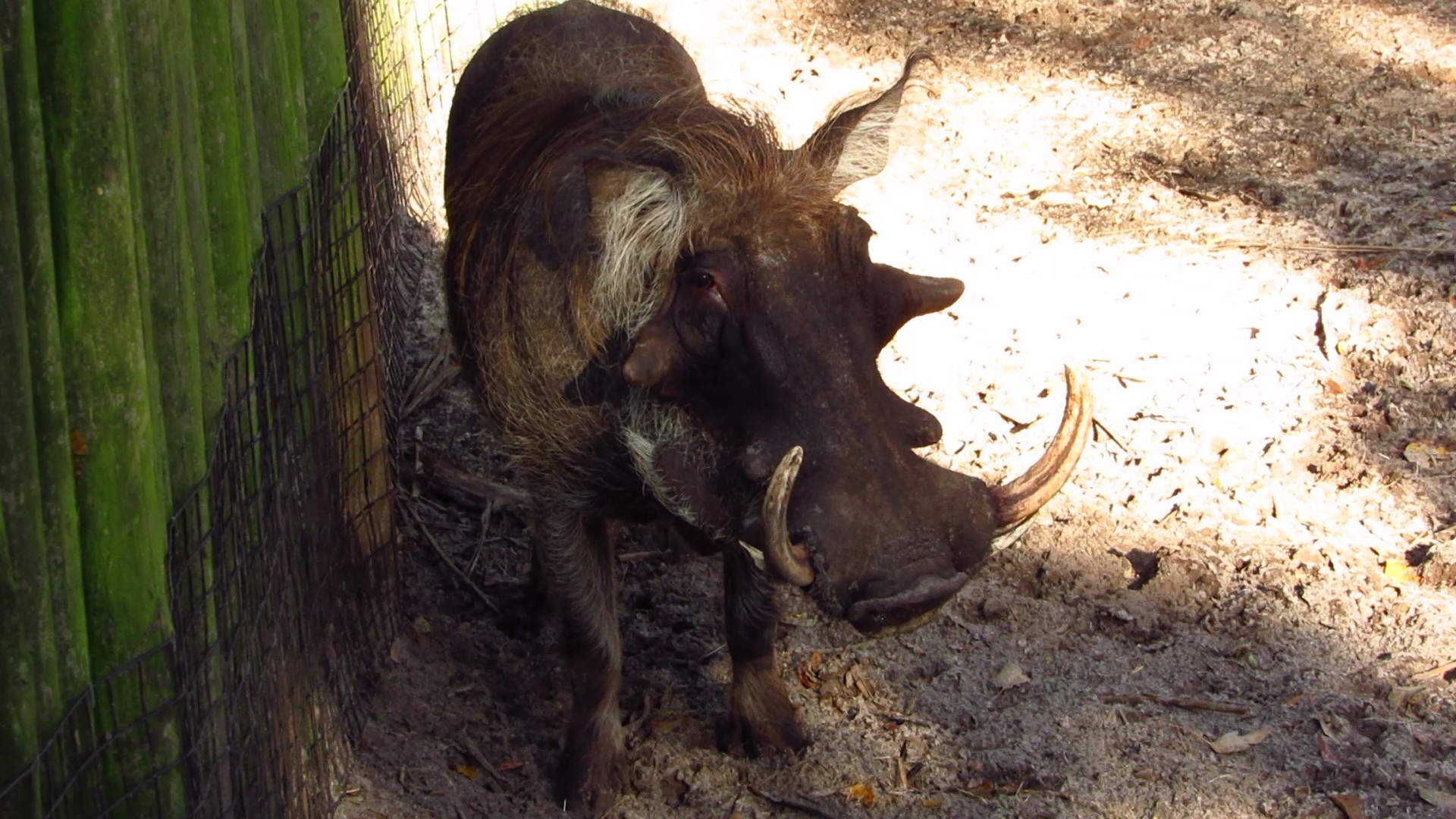 Warthog Boar
