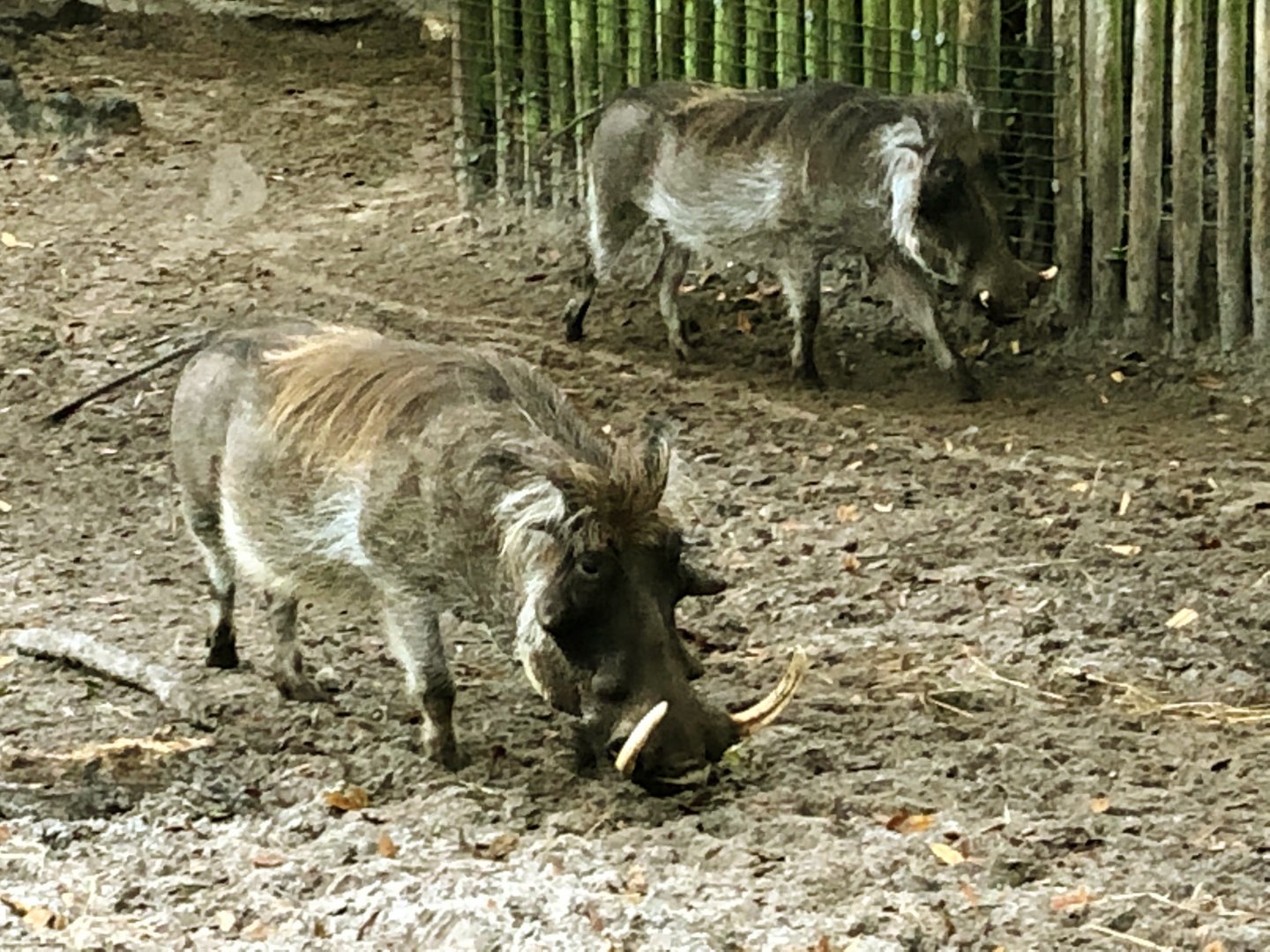 Warthog Chico & Offspring