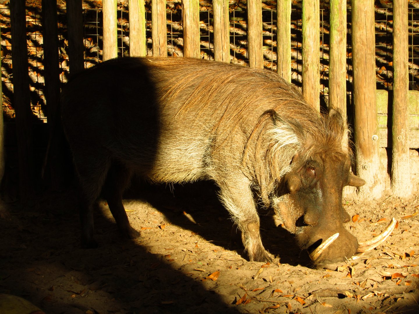 Warthog Chico Rooting Around
