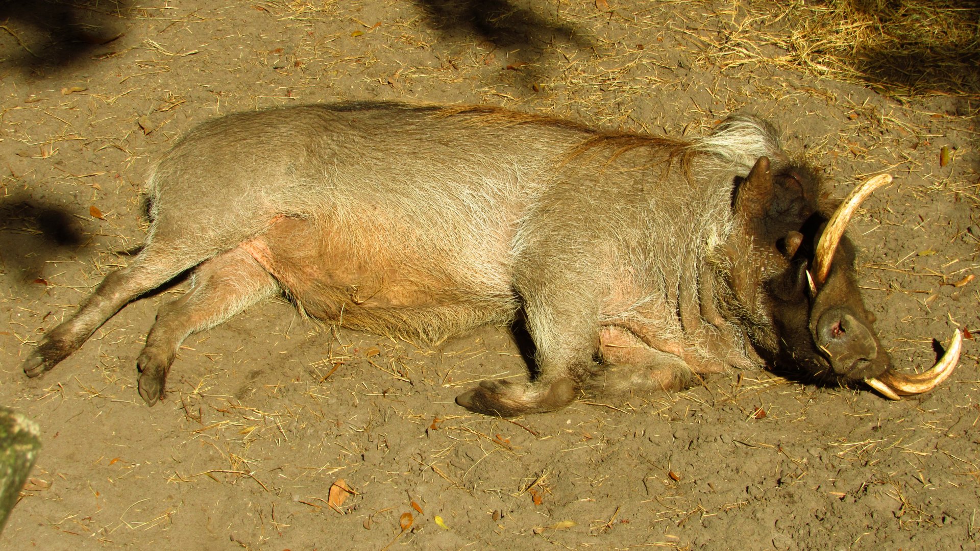 Warthog Chico Sleeping