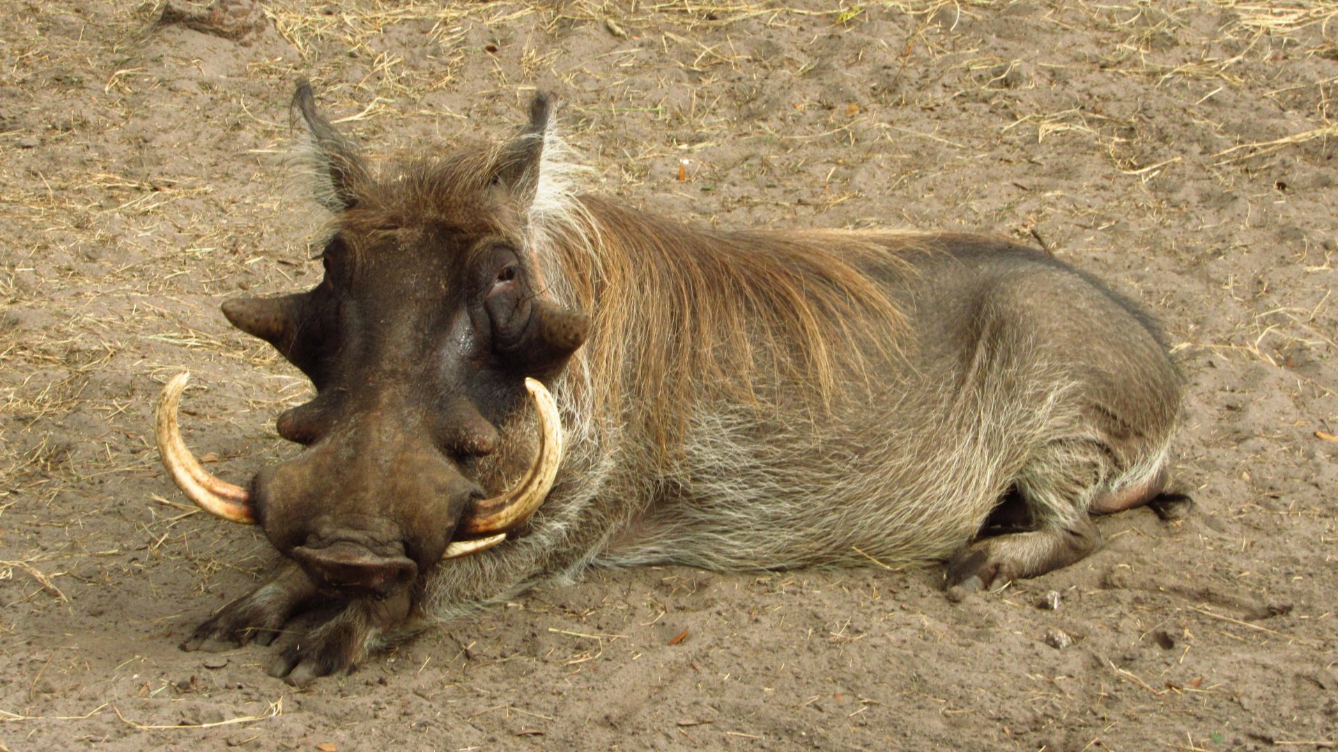 Warthog Chico