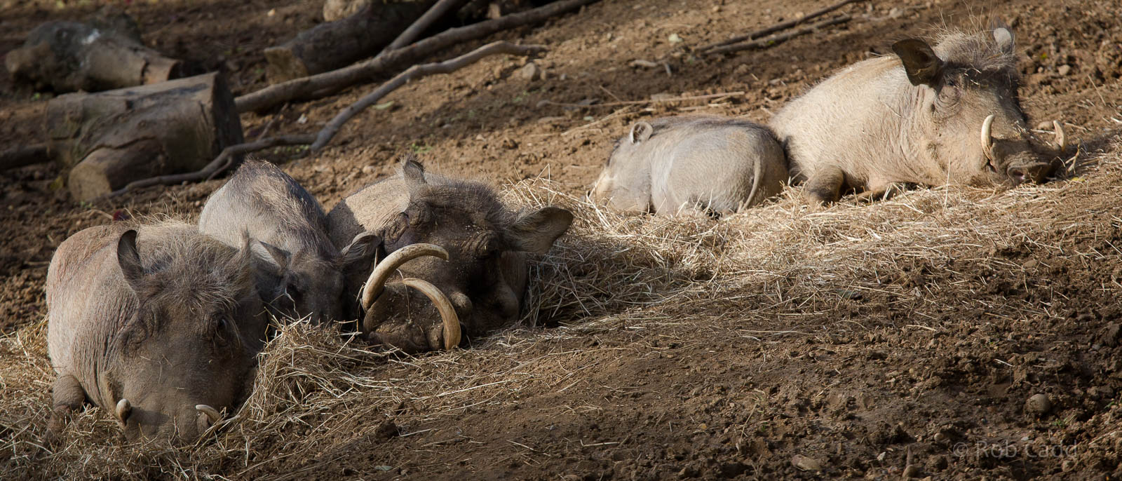Warthog : Colchester : 18 Oct 2014