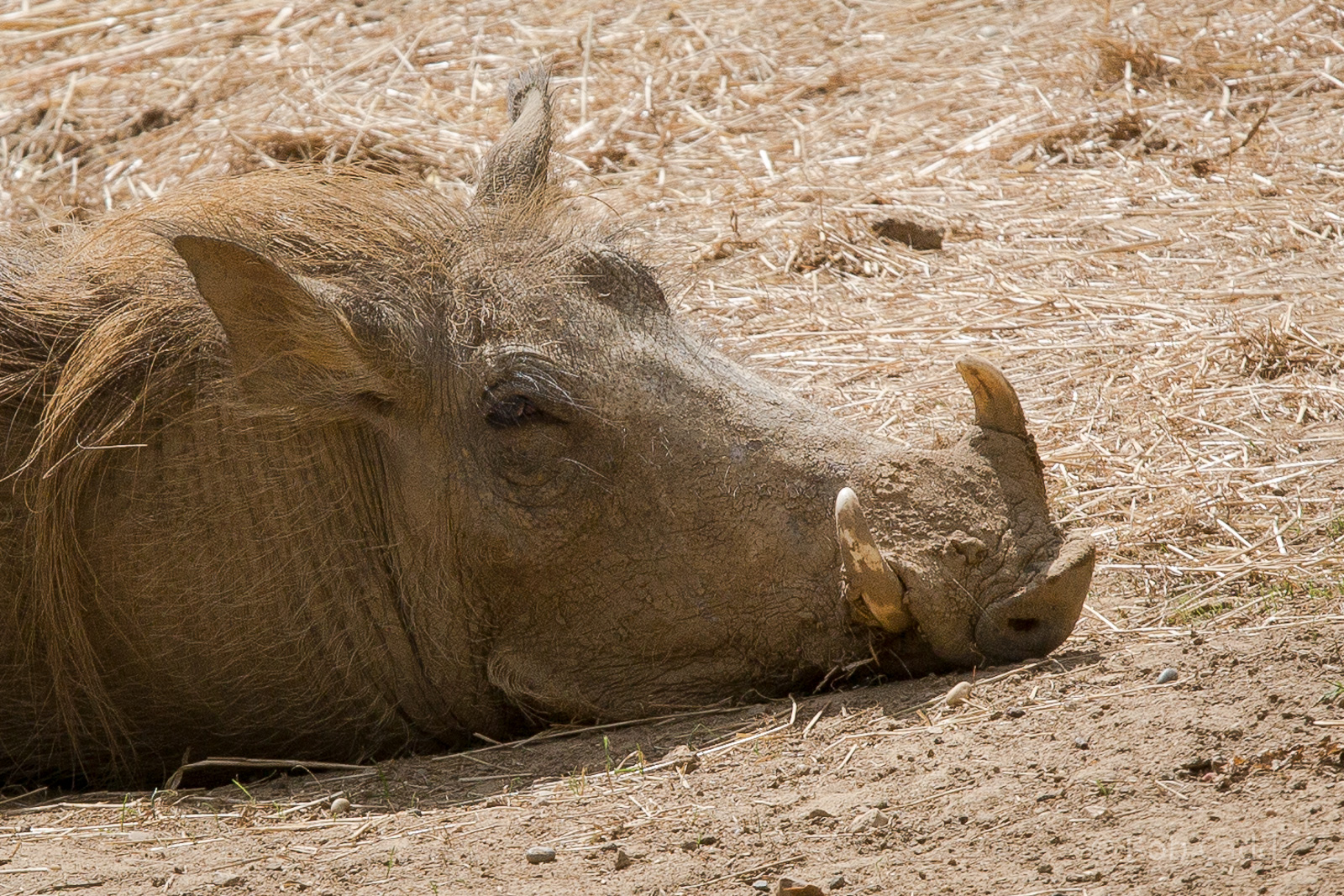 Warthog : Colchester : 22 Aug 2014