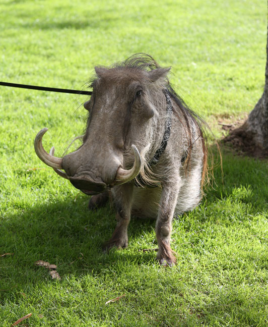 warthog demonstration