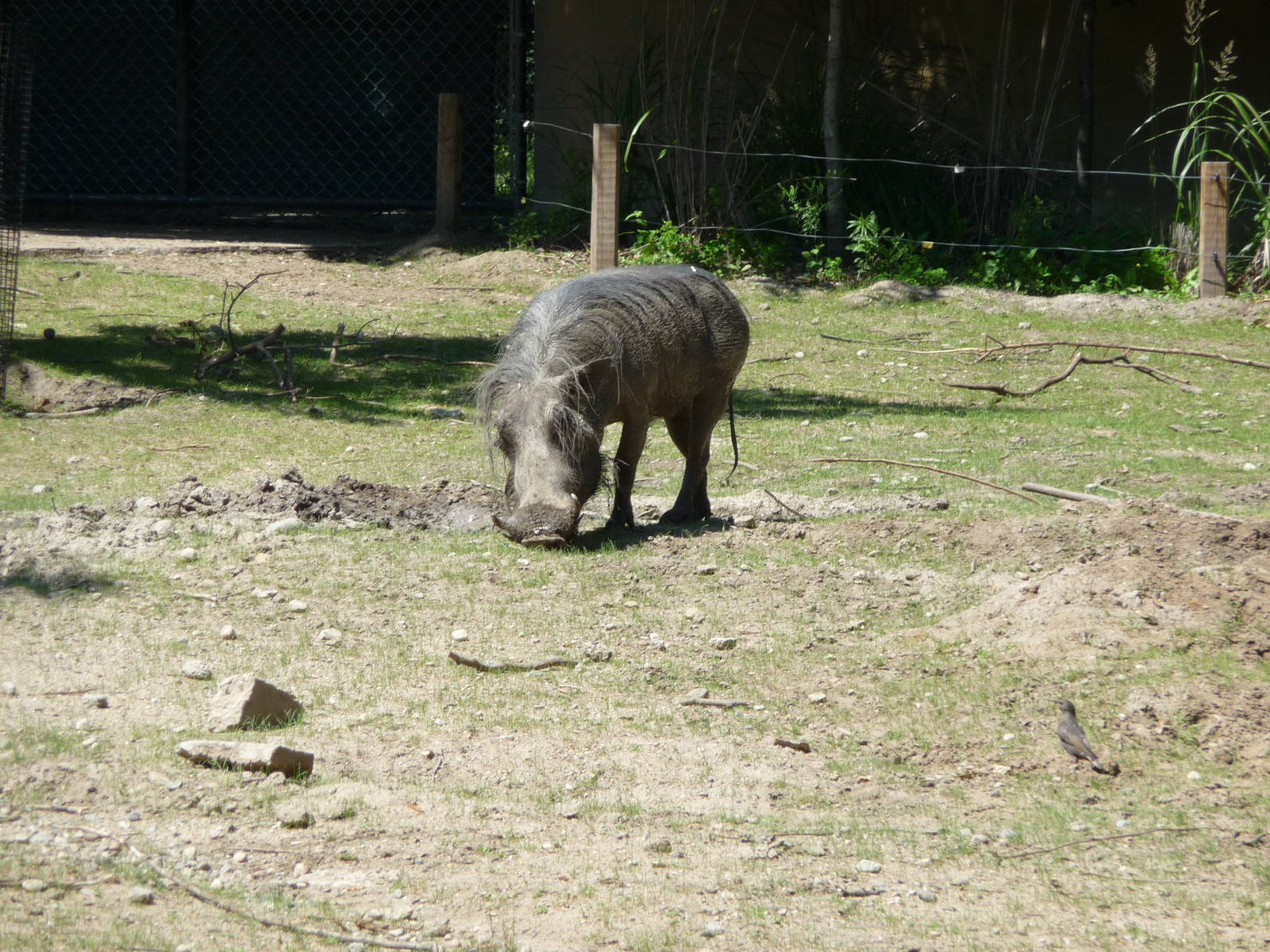 Warthog - Detroit Zoo