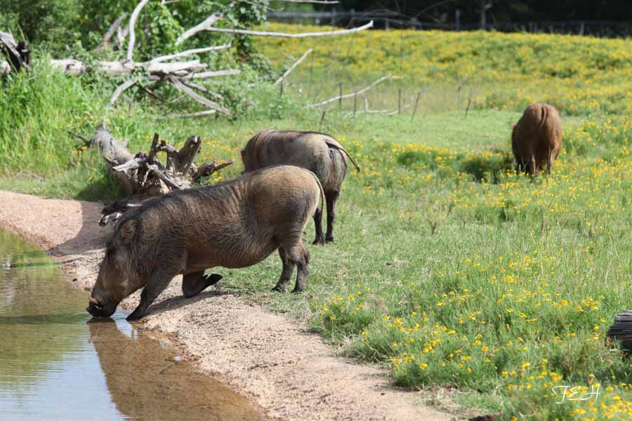 warthog drinking