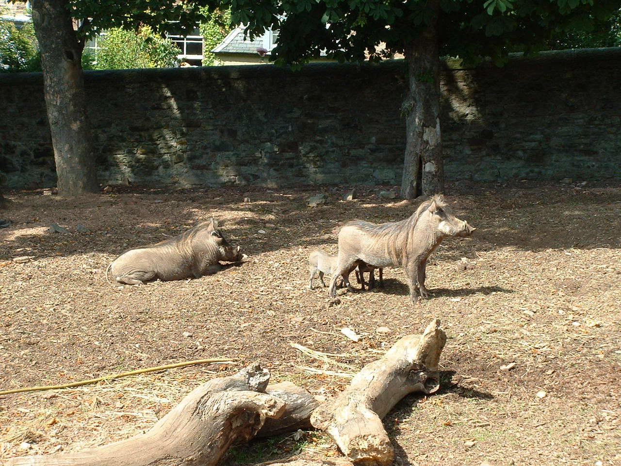 Warthog - Edinburgh, 2006