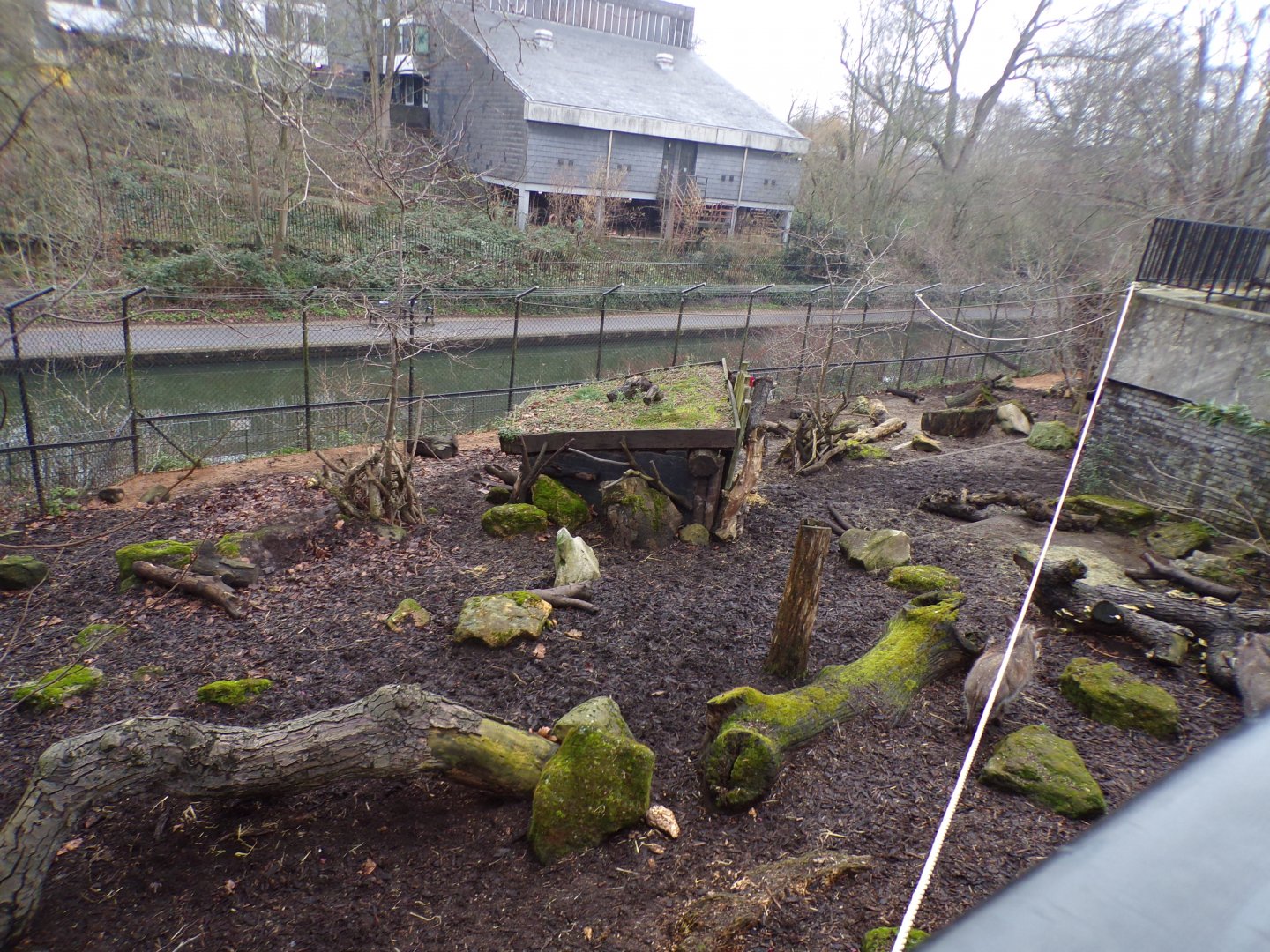 Warthog enclosure 11.2.25